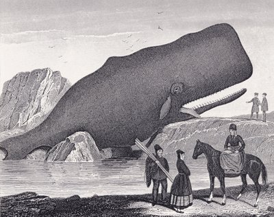 A Beached Sperm Whale by English School